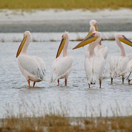 Готель South Mobile Camp Nxai Pan National Park Екстер'єр фото