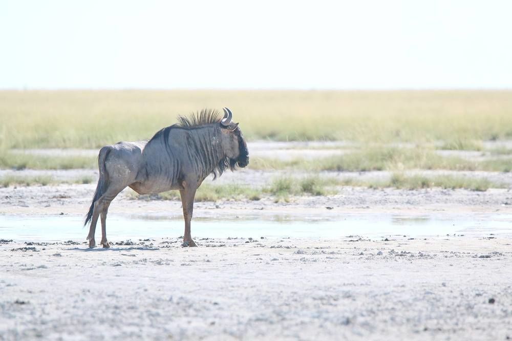 Готель South Mobile Camp Nxai Pan National Park Екстер'єр фото