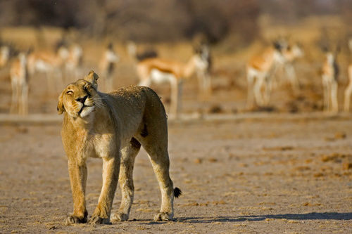 Готель South Mobile Camp Nxai Pan National Park Екстер'єр фото